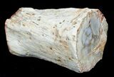 Petrified Wood Limb Slice - Madagascar #4348-1